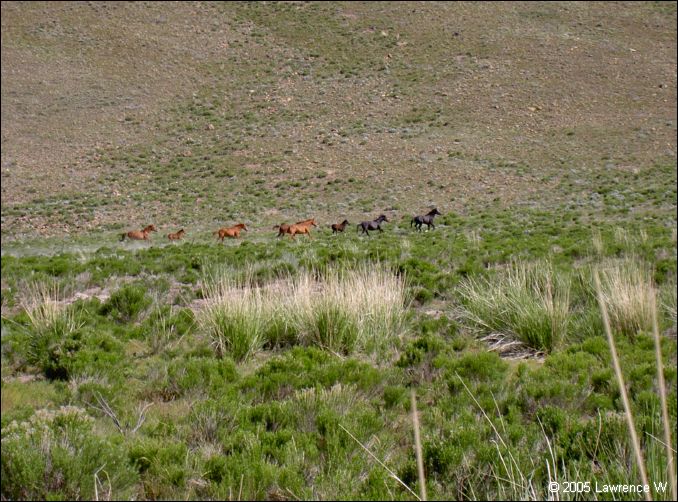 813 shelr bpk 13062005 wild horses in valley 5.jpg